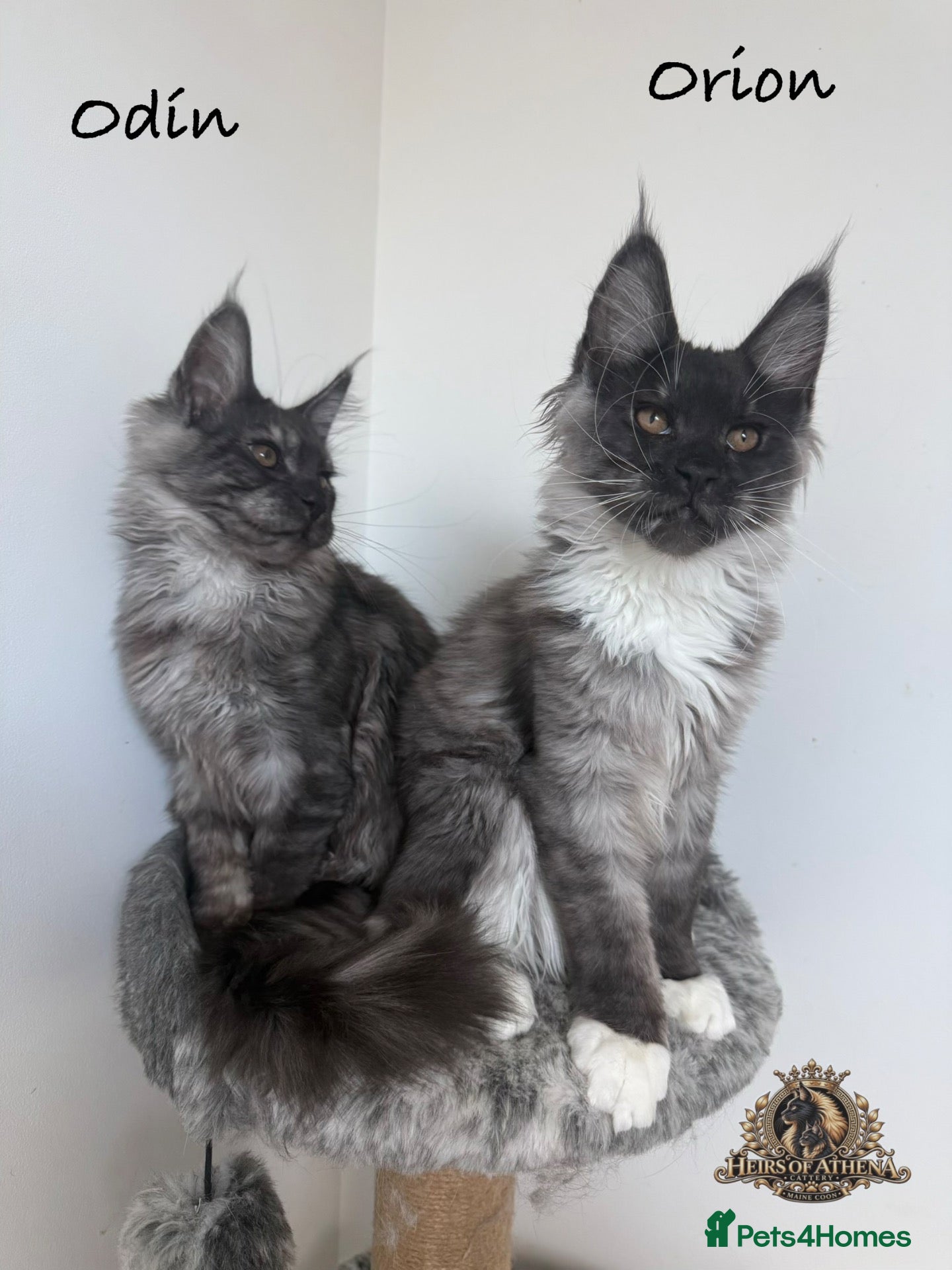 Maine Coon cats for sale: 🐾 Maine Coon Kittens TICA Registered 🐾 - Advert 2