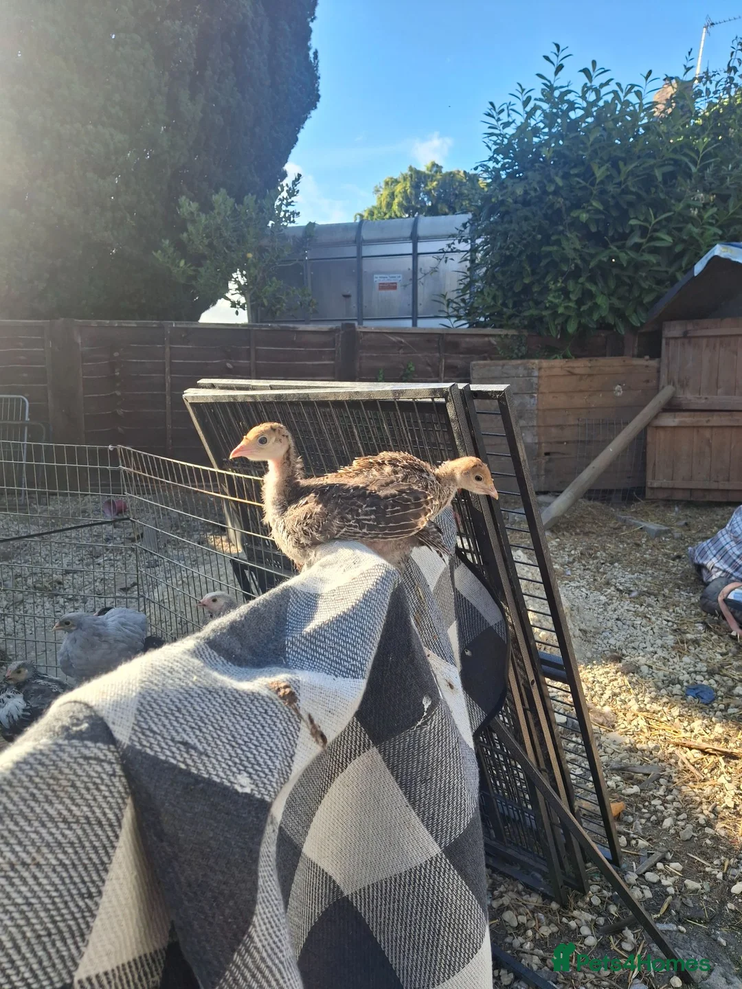 Turkeys poultry for sale: Turkey poults  in Llanymynech - Advert 2