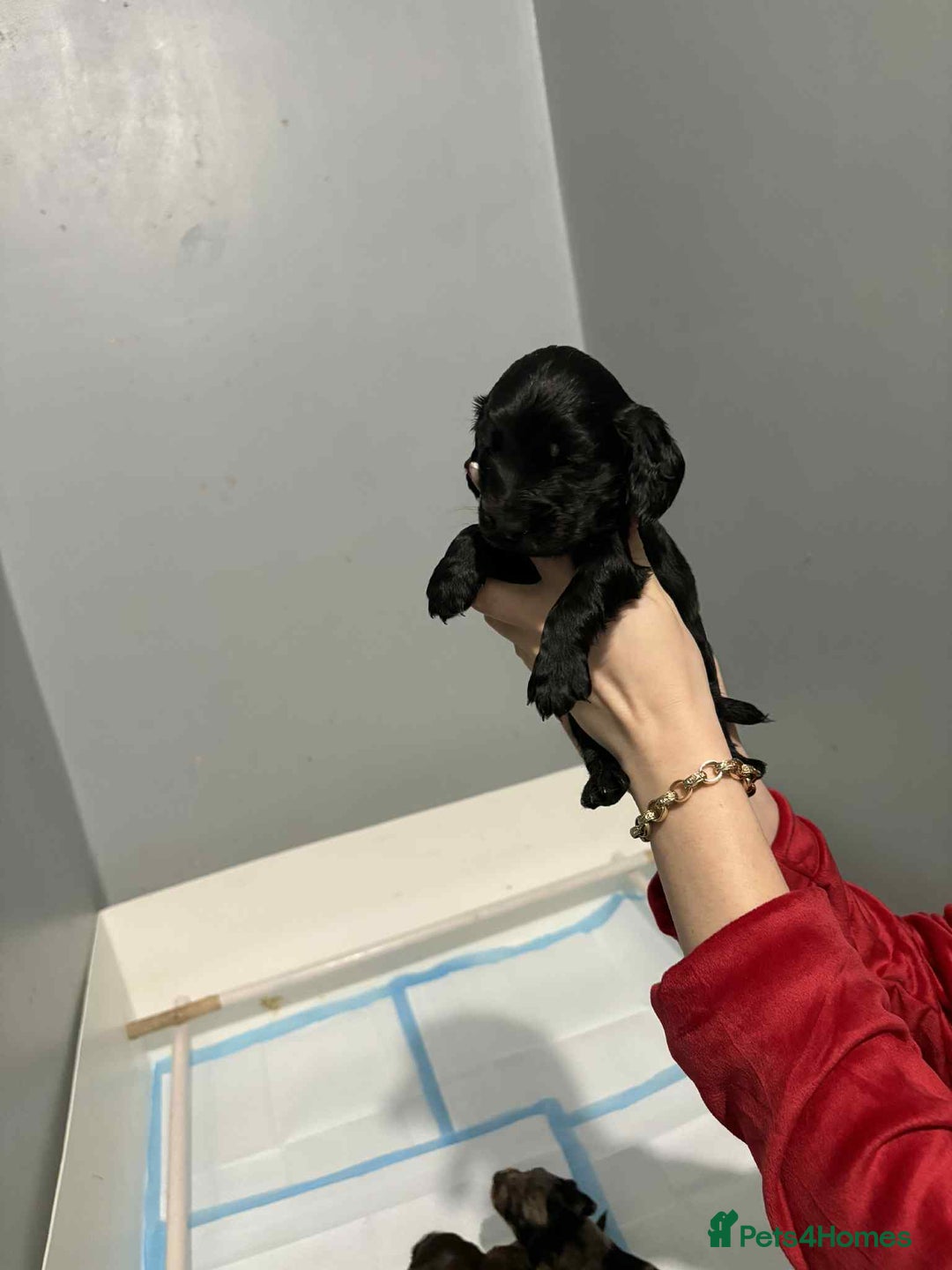 Cockapoo dogs for sale: 4 boy cockapoo puppies  - Advert 4