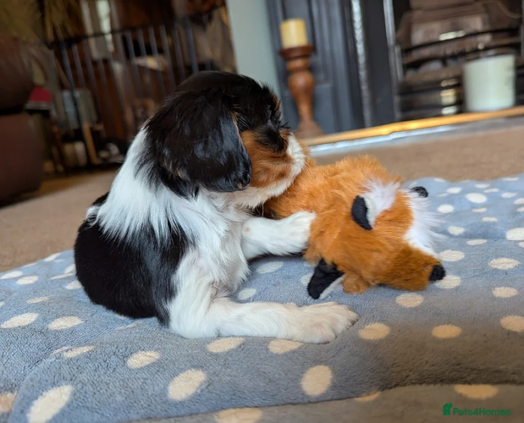 Cavalier King Charles Spaniel dogs for sale: Beautiful purebred Cavalier King charles spaniels - Advert 6