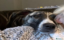 Mixed Breed dogs for sale: Bears looking for a loving new home - Image 4