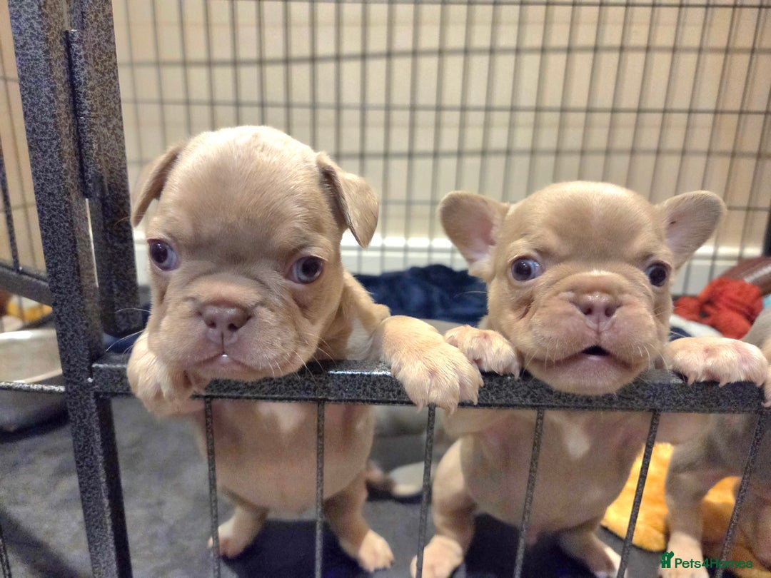 French Bulldog dogs for sale: Isabella & lilac & tan chunky frenchies - Advert 4