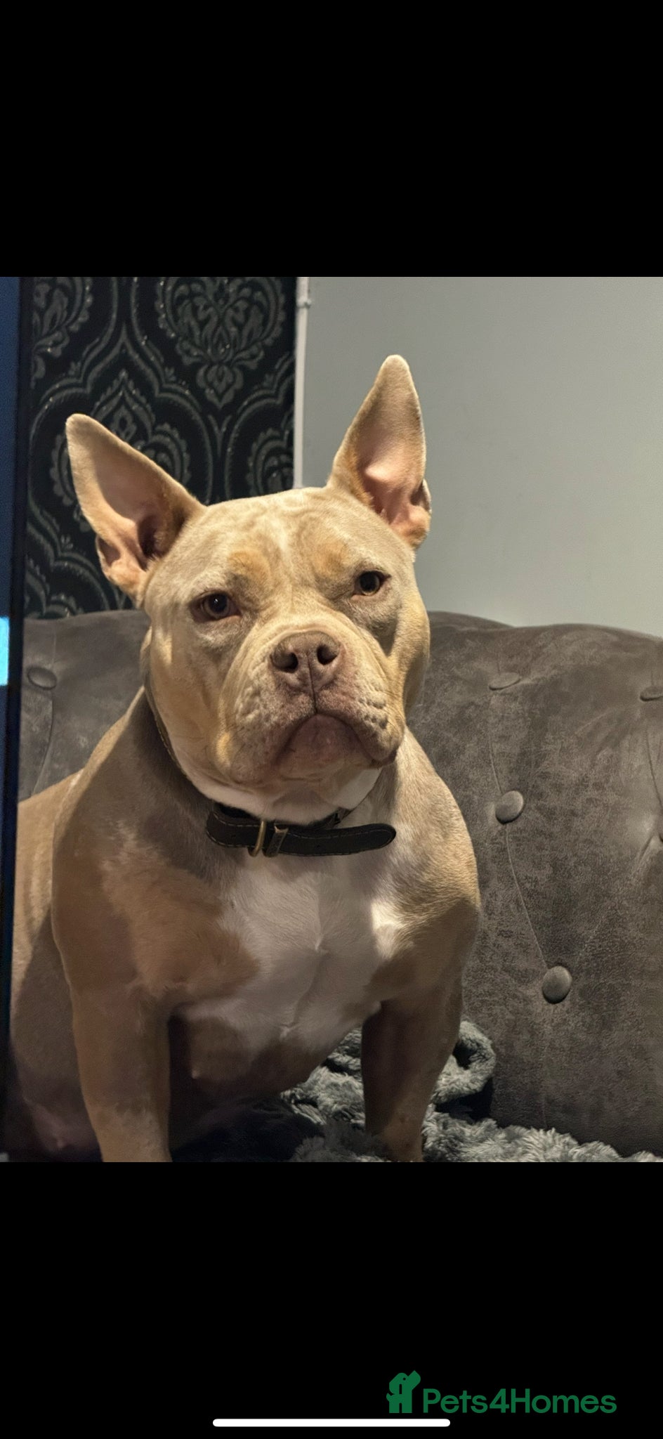 American Bully dogs Marley - Merle Pocket Bully - Age 2 - Advert 3