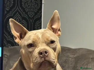 American Bully dogs Marley - Merle Pocket Bully - Age 2 - Advert 3