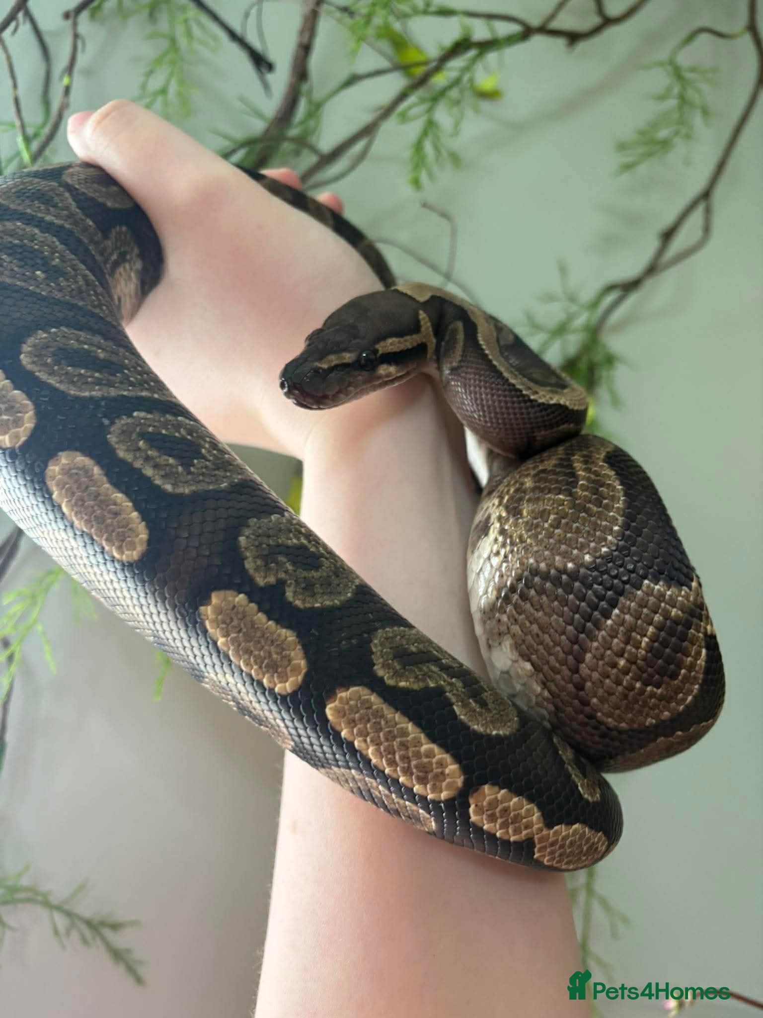 Python Snake reptiles 2yr old Royal Python and enclosure - Advert 2
