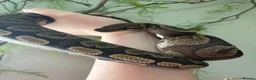 Python Snake reptiles for sale: 2yr old Royal Python and enclosure - Advert 1
