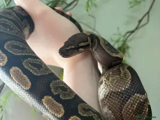 Python Snake reptiles 2yr old Royal Python and enclosure - Advert 1