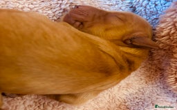 Golden Retriever dogs for sale: Deep Fox Red Golden Retriever Puppies  - Image 11