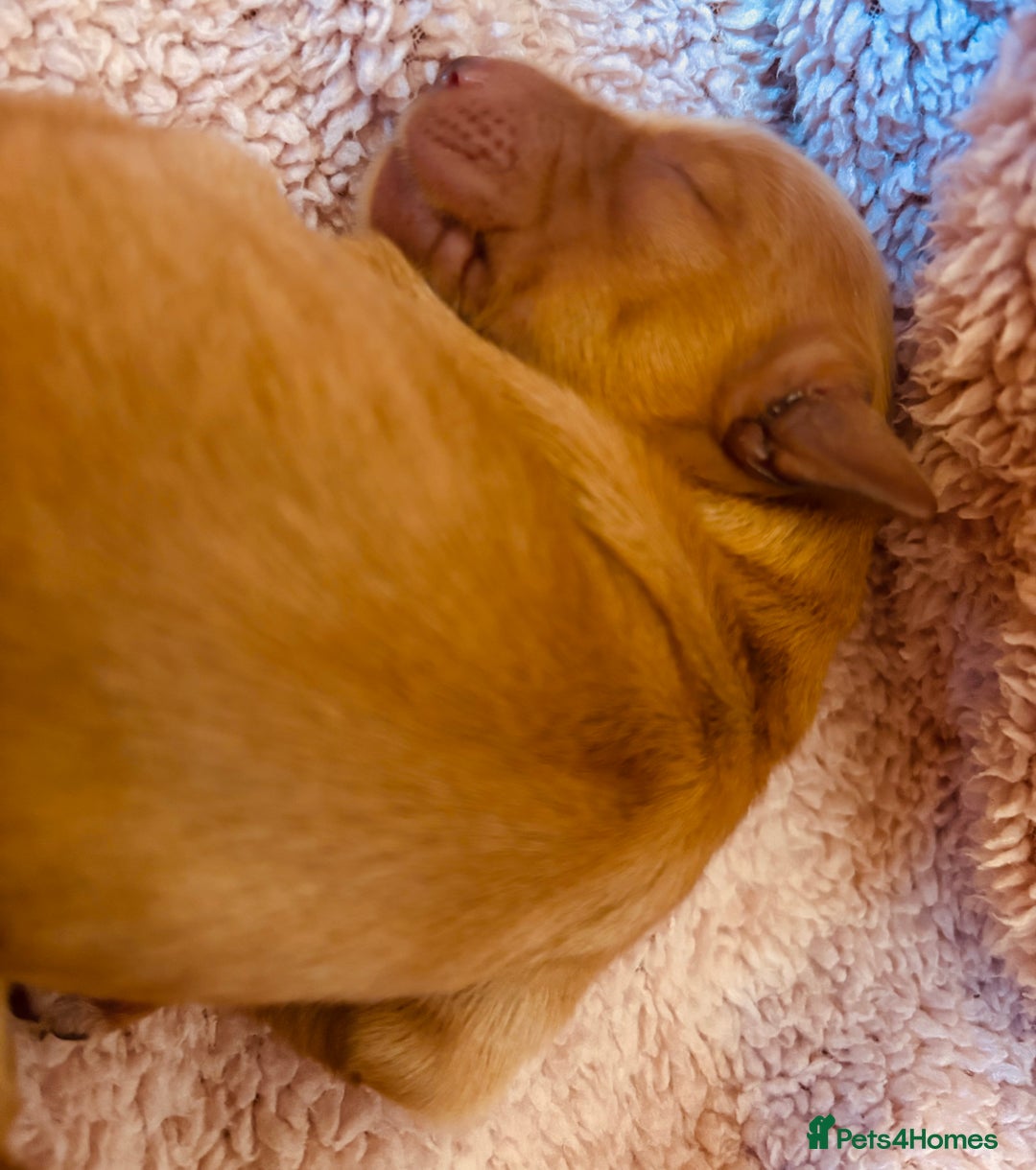 Golden Retriever dogs for sale: Deep Fox Red Golden Retriever Puppies  - Image 11