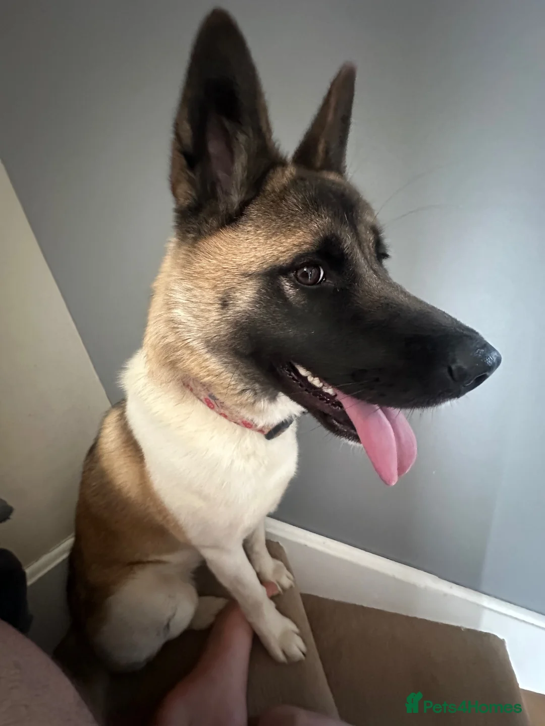 Akita dogs for sale: American akita - Advert 2