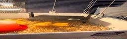 Ducks poultry for sale: Cherry valley ducklings - Advert 9