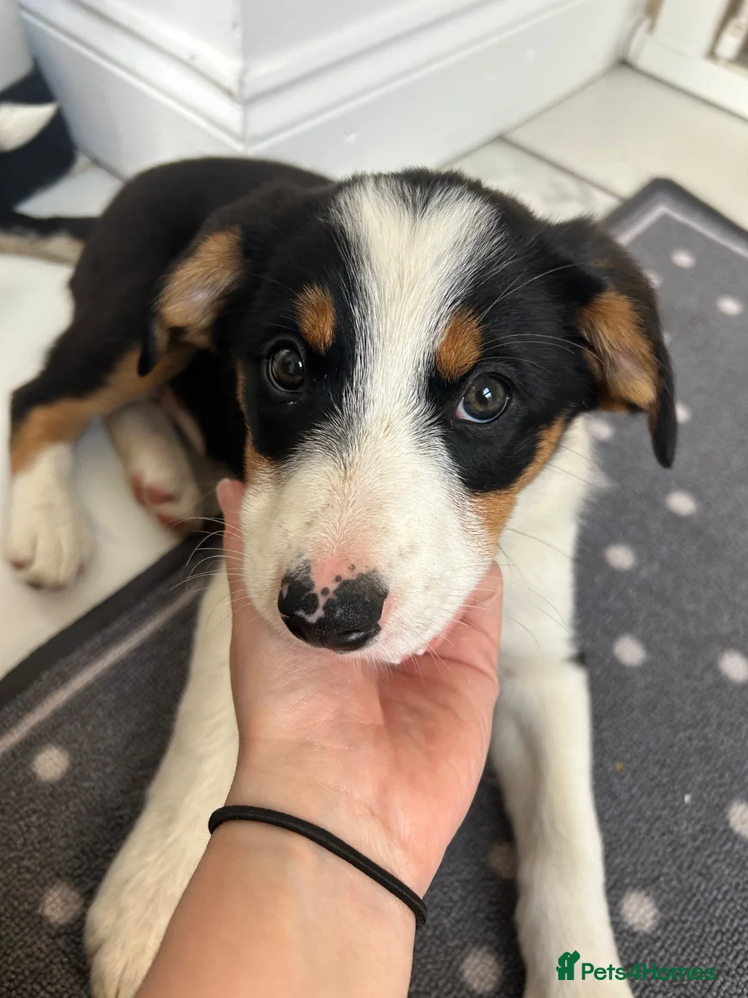 Border Collie dogs for sale: Border collie puppy female  - Advert 1