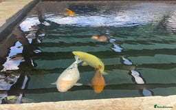Koi Carp fish for sale: Various Japanese koi  - Image 2