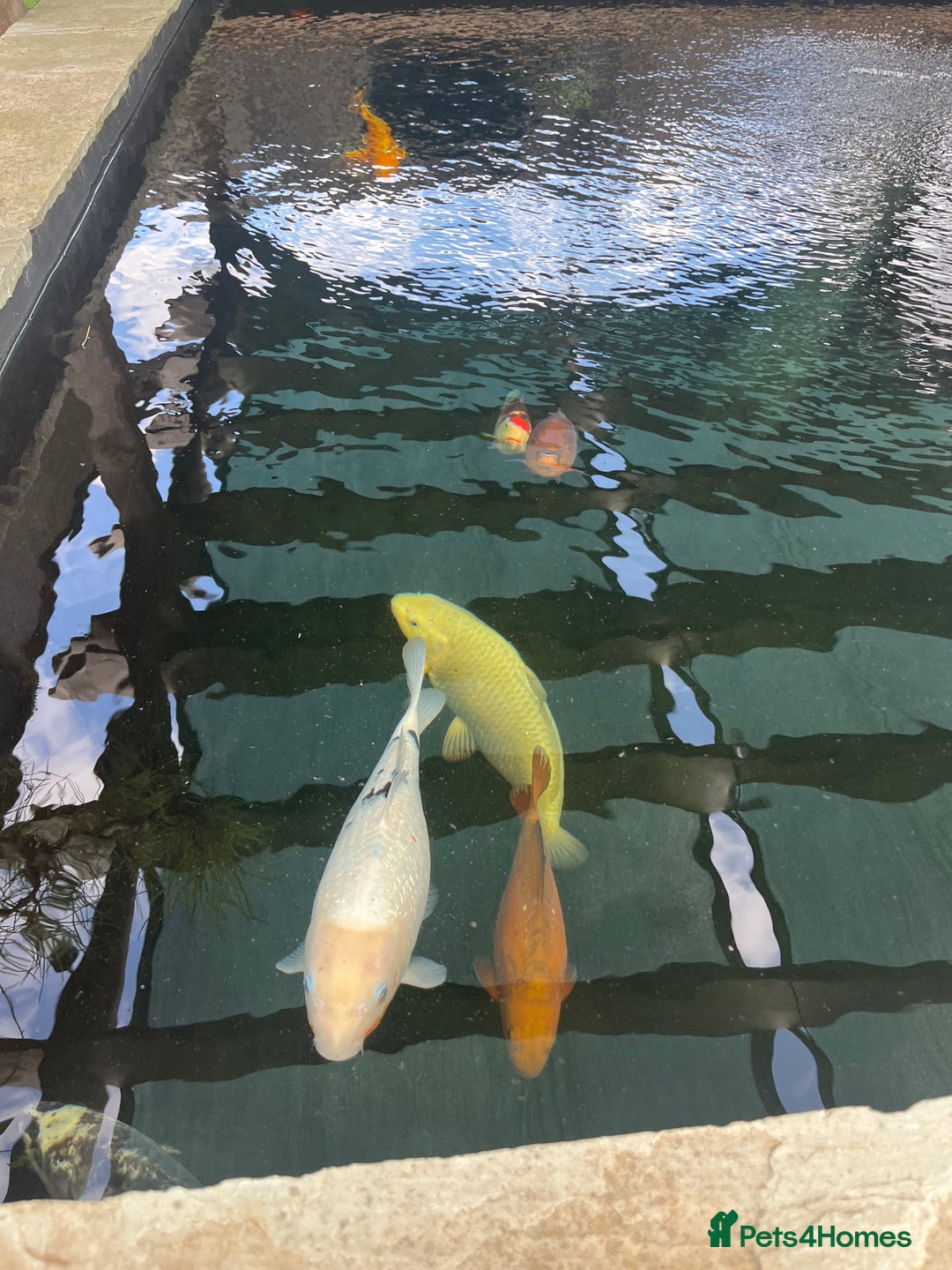 Koi Carp fish for sale: Various Japanese koi  - Image 2