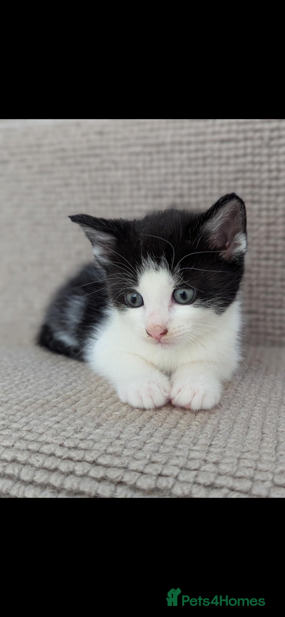 Mixed Breed cats 4 beautiful Kittens - Advert 3