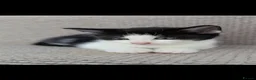 Mixed Breed cats for sale: 4 beautiful Kittens - Advert 1