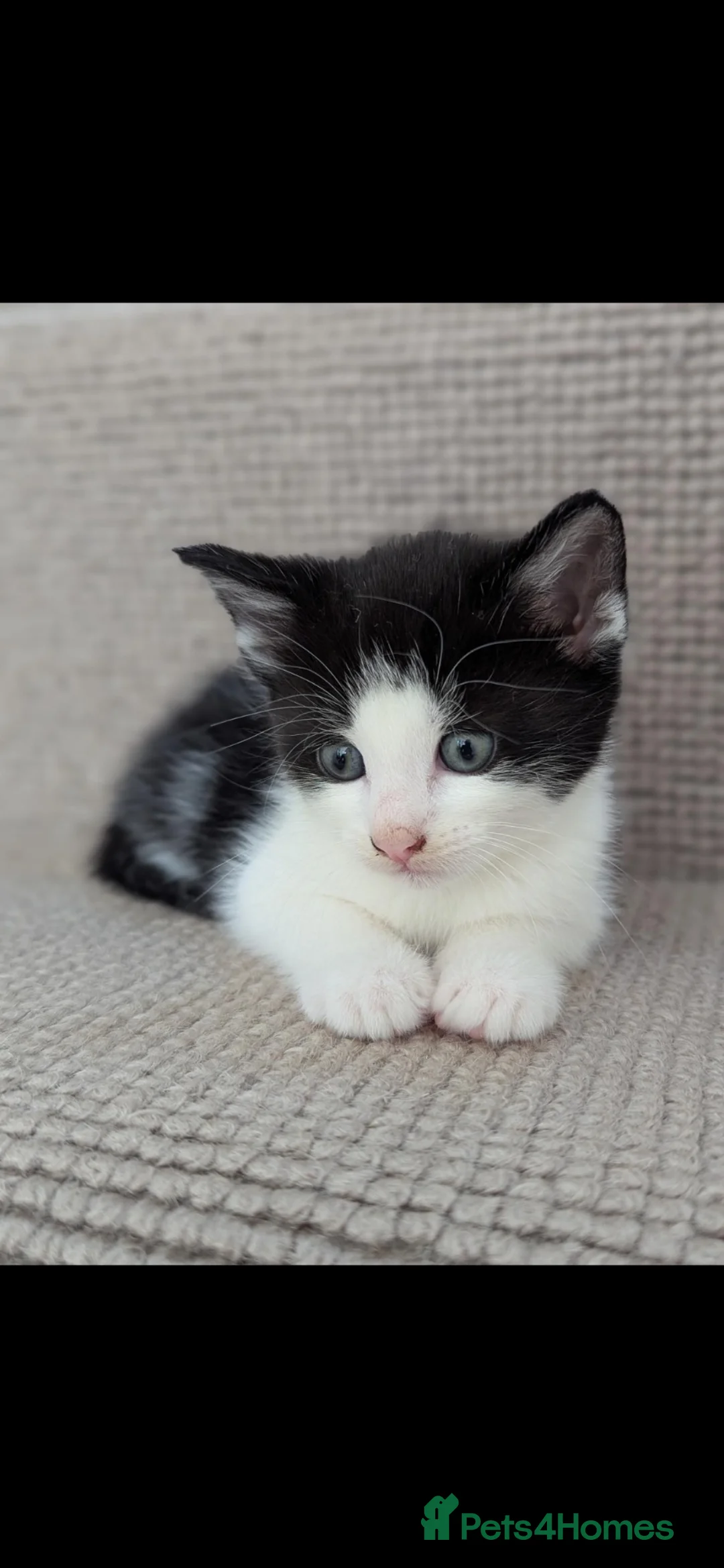 Mixed Breed cats for sale: 4 beautiful Kittens - Advert 1