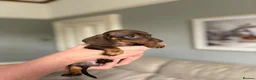 Miniature Dachshund dogs for sale: 1 Left KC Registered Miniature Dachshund Puppies - Advert 4