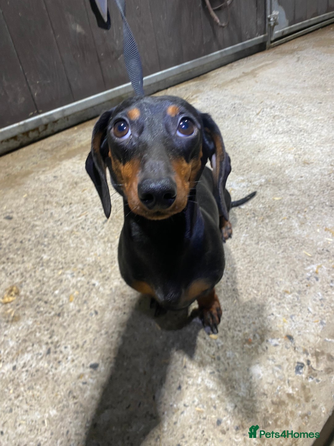 Miniature Dachshund dogs for sale: 1yo Miniature Dachshund - Advert 18