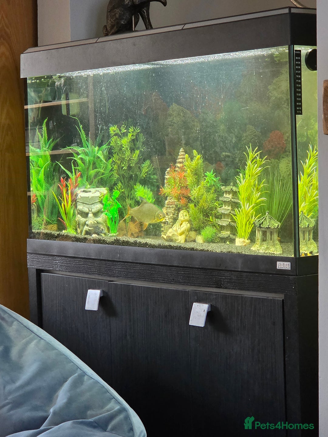 Catfish fish for sale: Fluval fish tank for sale and some fish - Image 1