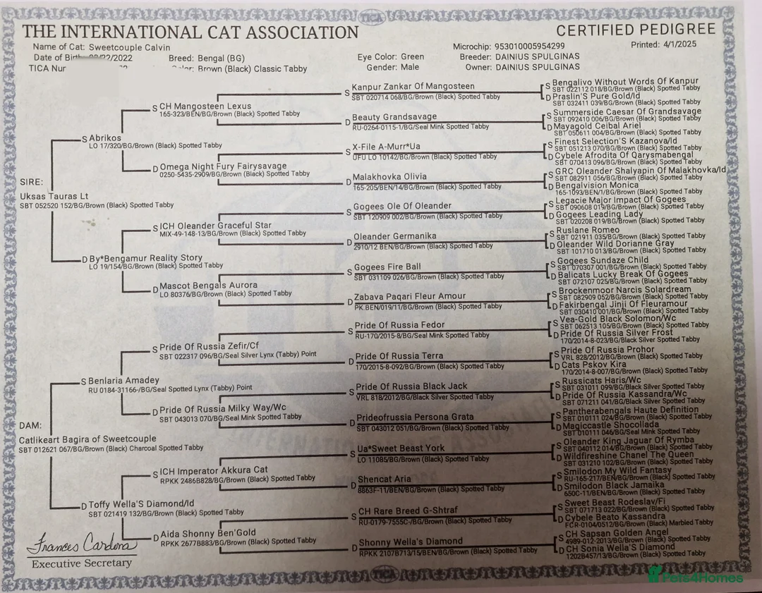 Bengal cats for stud: Bengal cat for stud, Calvin. in Peterborough - Advert 32