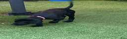 Labrador Retriever dogs for sale: DRAKESHEAD LABRADOR RETRIEVER - Advert 6
