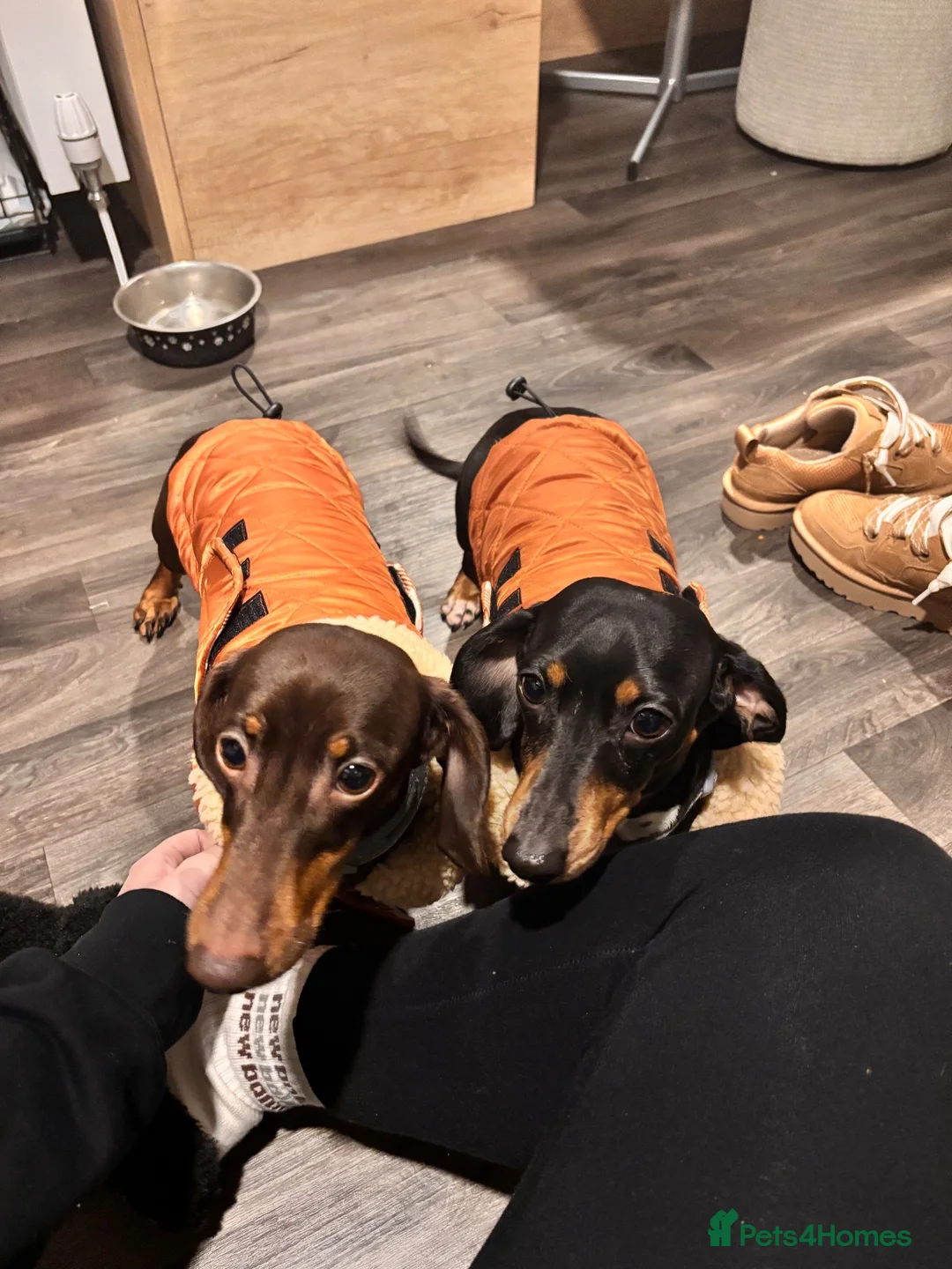 Miniature Dachshund dogs for sale: 2 miniature dashchunds  - Advert 2