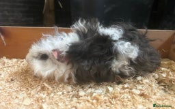 Guinea Pig rodents for sale: Female and male Lunkarya guinea pigs for sale in Goole - Image 7