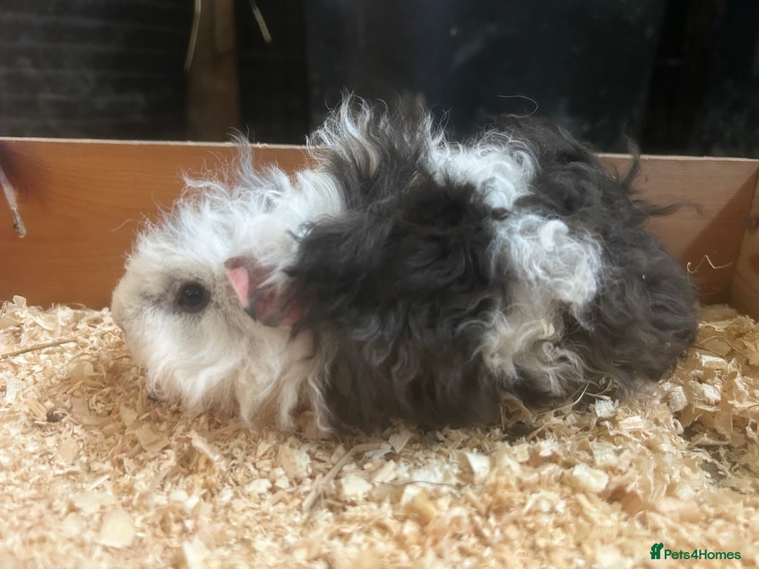 Guinea Pig rodents for sale: Female and male Lunkarya guinea pigs for sale in Goole - Image 7