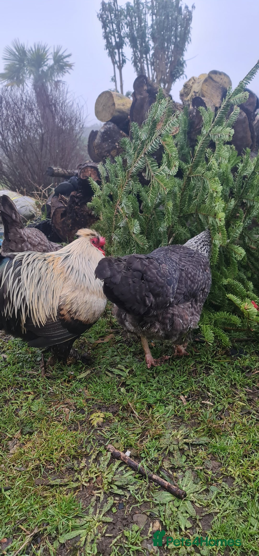 Chickens poultry for sale: Mixed flock ducks, chickens geese - Advert 9