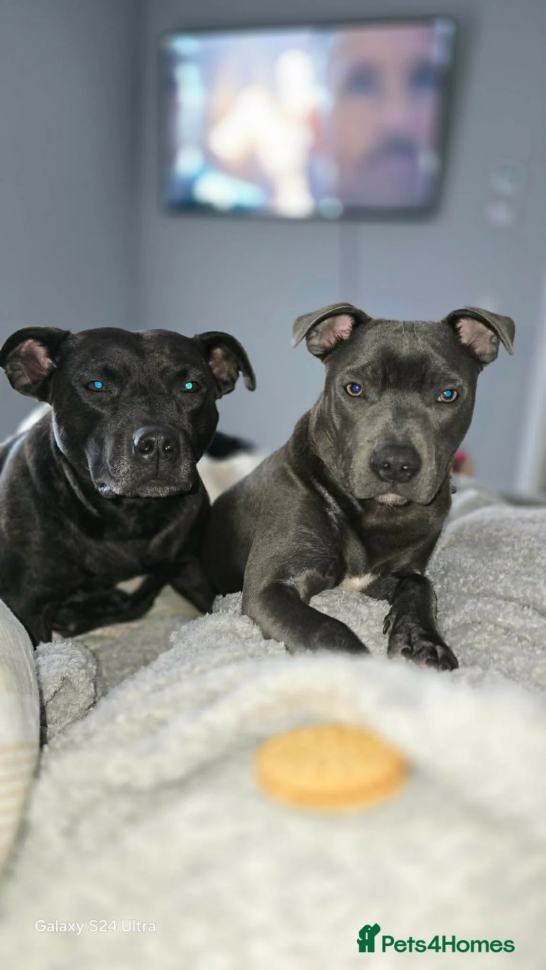 Staffordshire Bull Terrier dogs for sale:  Tracy - Advert 1