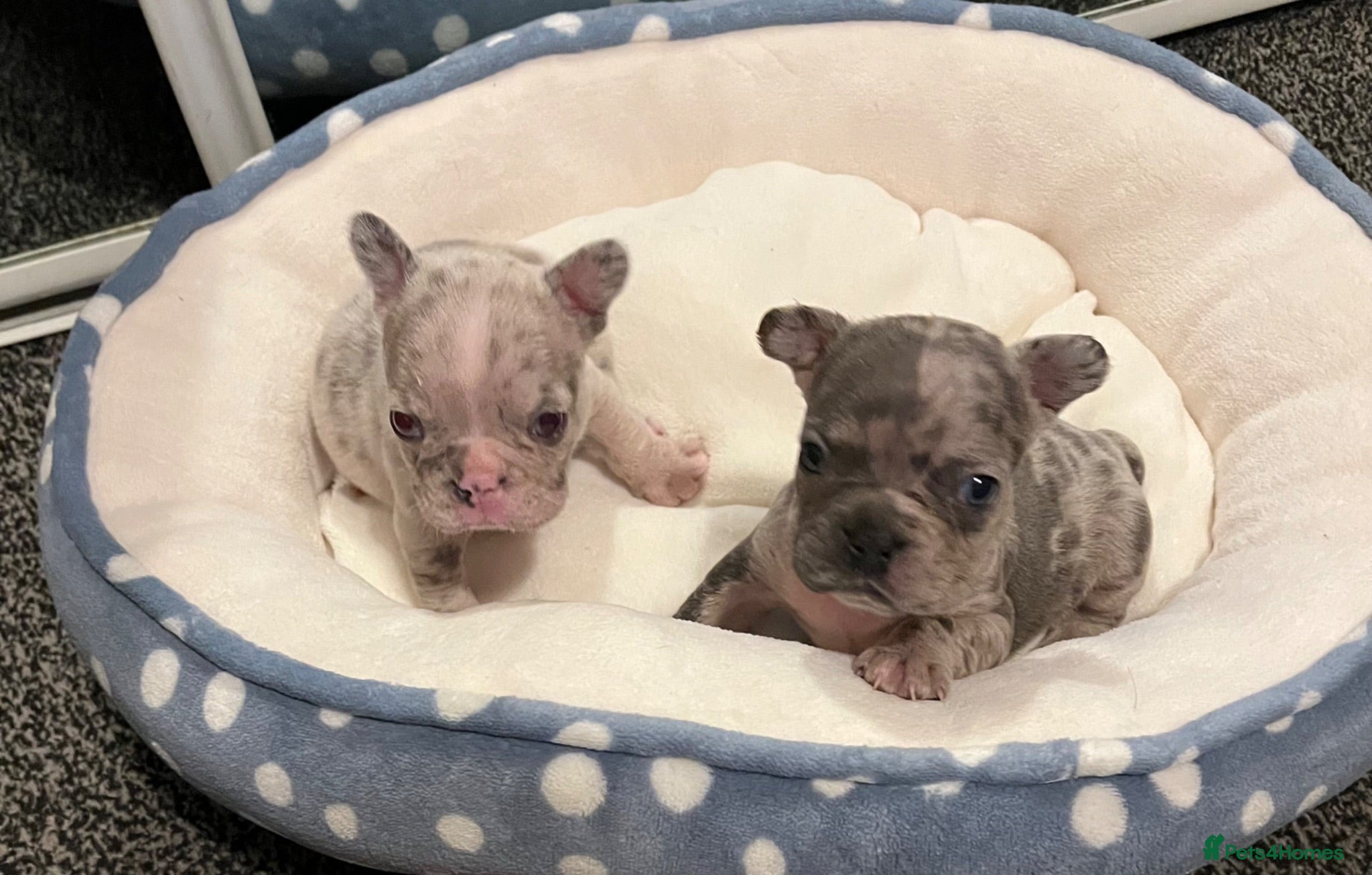 French Bulldog dogs 3 Beautiful french bulldog puppies  - Advert 2