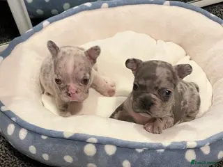 French Bulldog dogs 3 Beautiful french bulldog puppies - Advert 2
