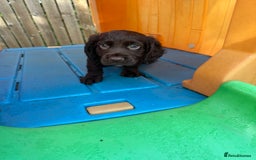 Cocker Spaniel dogs for sale: Ready to leave, Last Chocolate Boy Working Cocker  - Image 4
