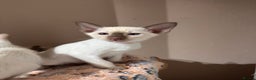 Siamese cats for sale: 4 adorable lilac and chocolate point Siamese  - Advert 8