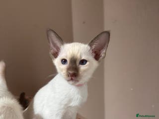 Siamese cats 4 adorable lilac and chocolate point Siamese - Advert 2