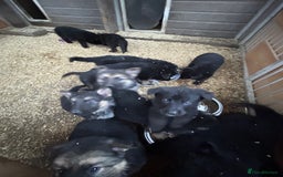 German Shepherd dogs for sale: German shepherd puppies  - Advert 12