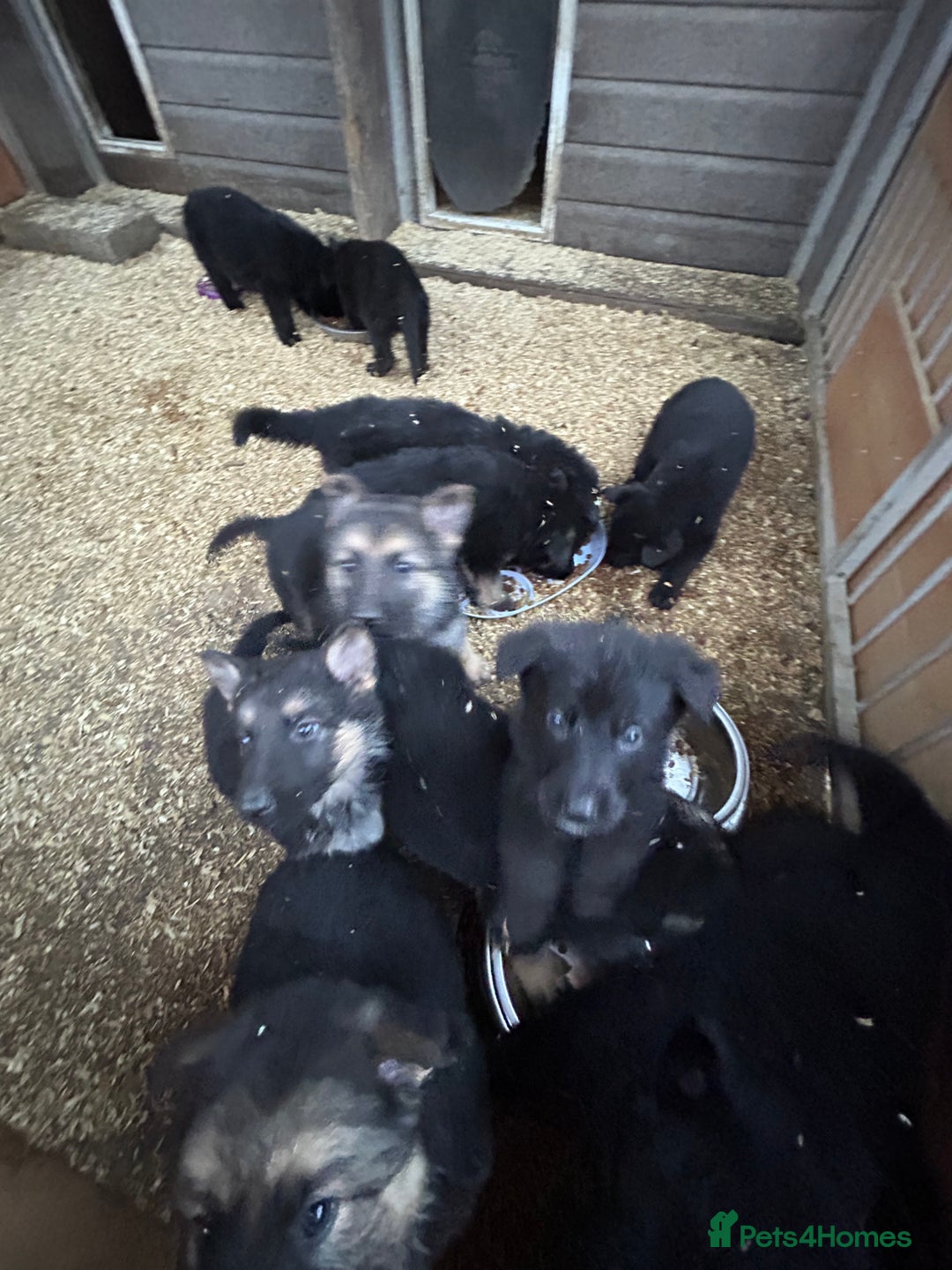 German Shepherd dogs for sale: German shepherd puppies  - Advert 12