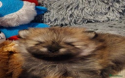 Pomeranian dogs for sale: GEORGEUS LOVELY POMERANIAN PUPPY'S 🐶07587756229🐶 - Image 10