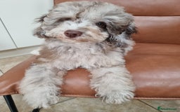 Toy Poodle dogs for sale: Stunning chocolate merle toy poodle girl! 16 weeks - Image 8
