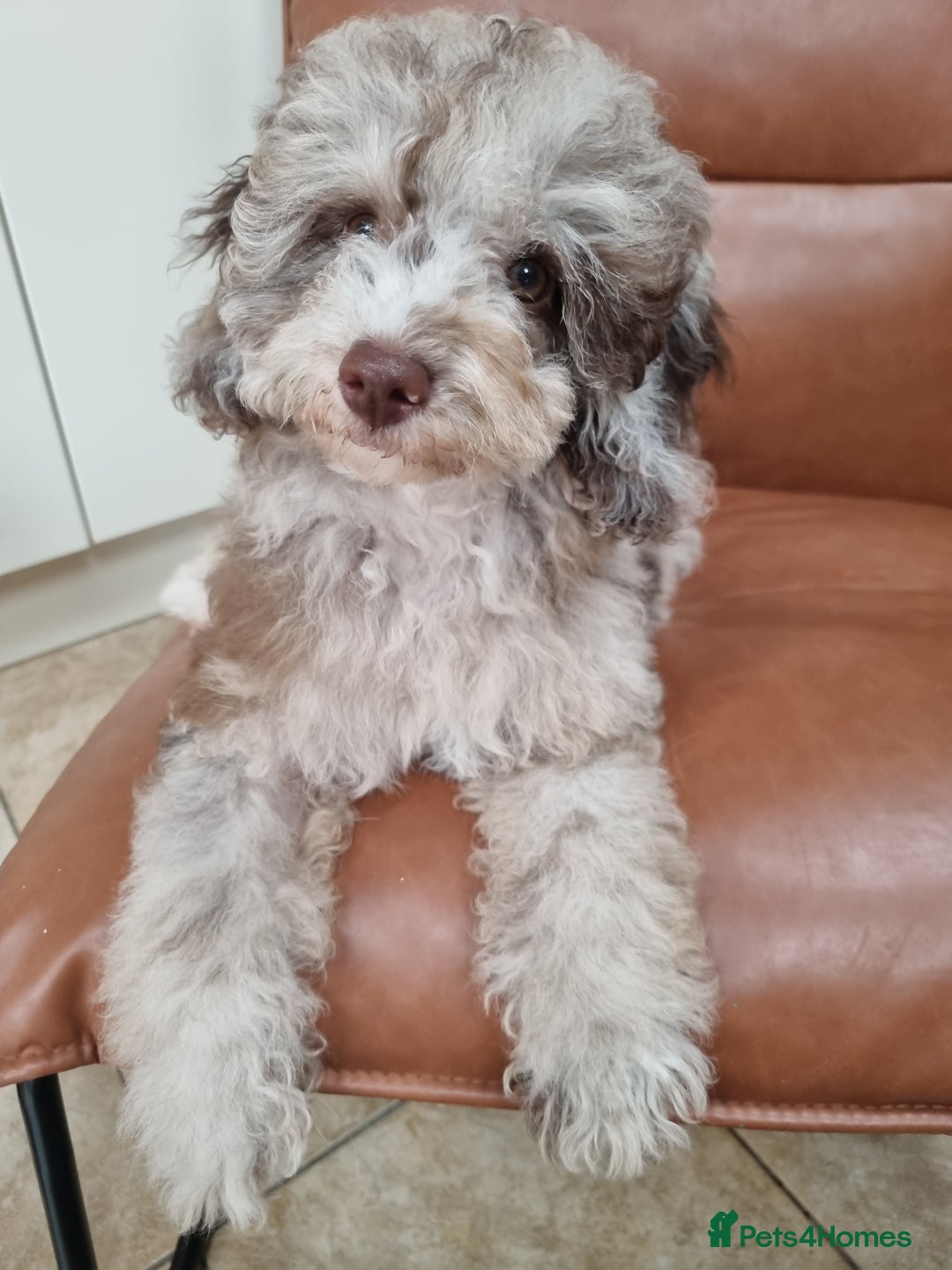 Toy Poodle dogs for sale: Stunning chocolate merle toy poodle girl! 16 weeks - Image 8