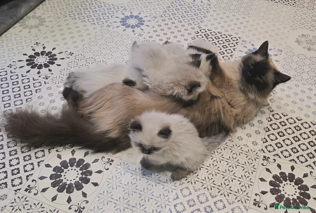 Ragdoll cats for sale: Ragdoll Kittens  - Advert 7