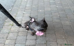 Mixed Breed dogs for sale: Smokey - Image 4