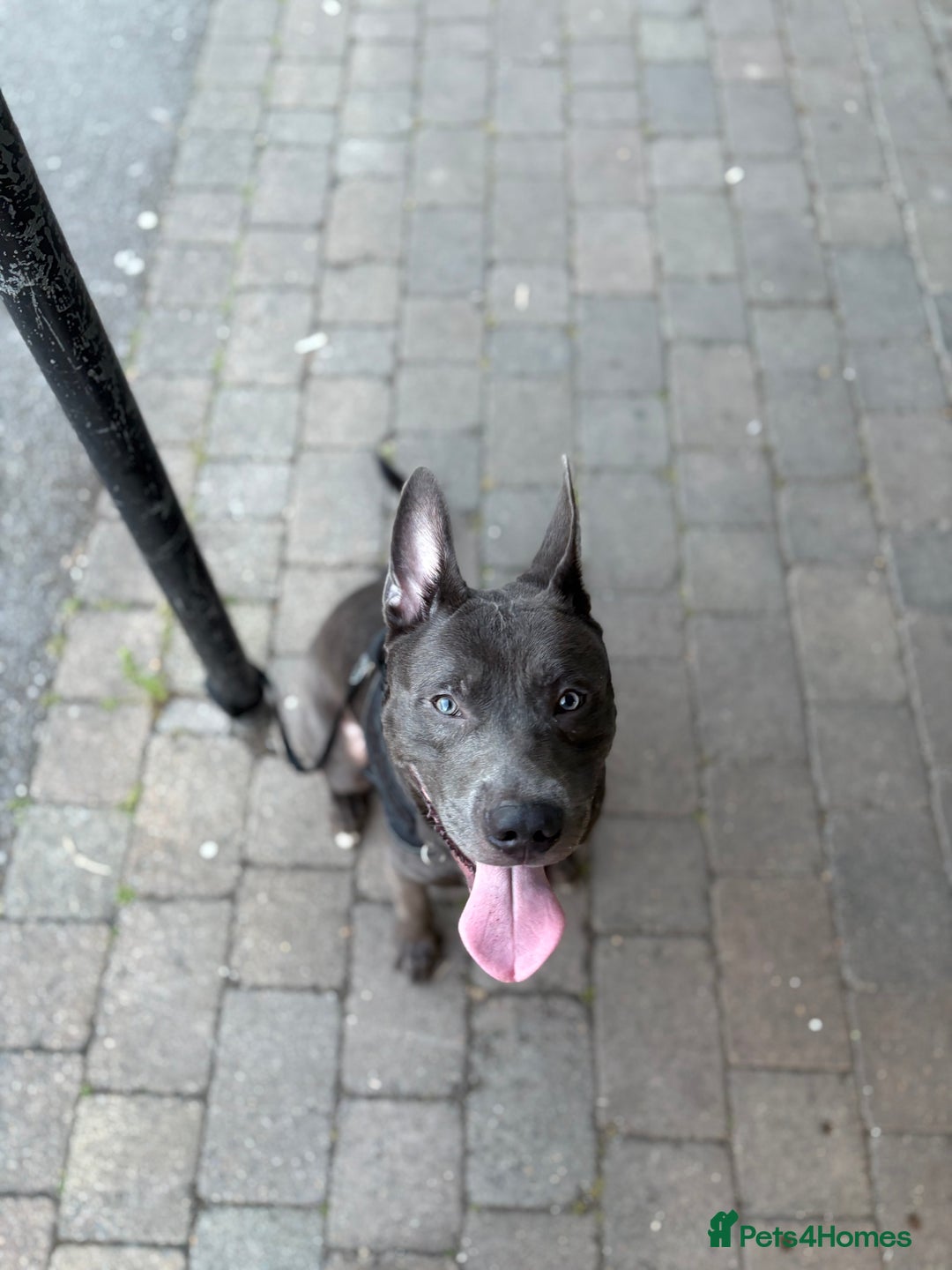 Mixed Breed dogs for sale: Smokey - Image 4
