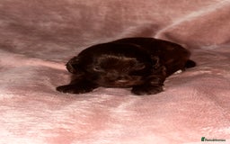 Shihpoo dogs for sale: Stunning Shihpoo’s ⭐️⭐️⭐️⭐️ - Image 7