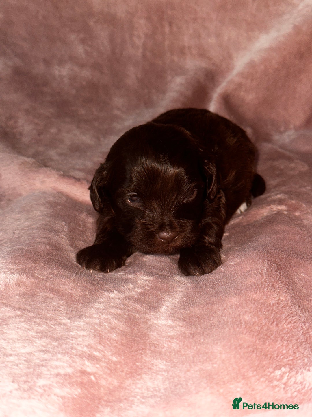 Shihpoo dogs for sale: Stunning Shihpoo’s ⭐️⭐️⭐️⭐️ - Image 7