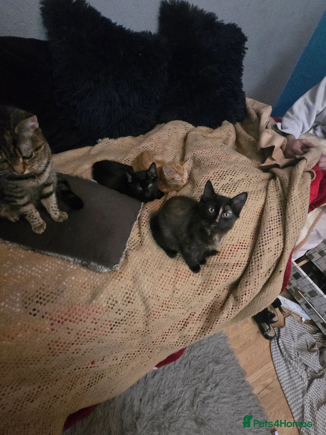 Mixed Breed cats for sale: Kittens for sale  - Advert 6