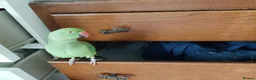 Ringnecks birds for sale: 2.5 Years Green Indian ringneck in Norwich - Advert 3