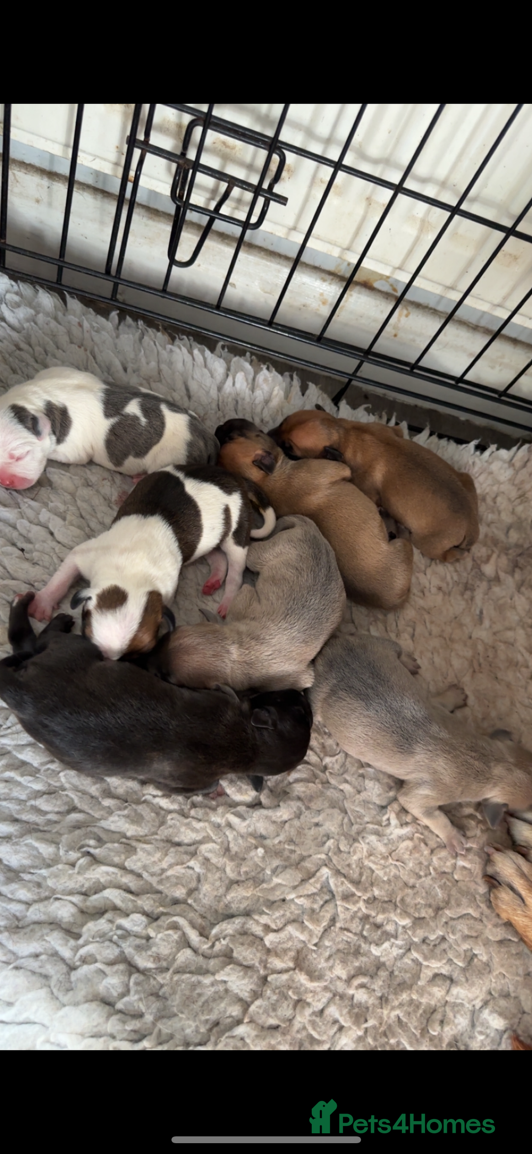 Staffordshire Bull Terrier dogs for sale: Outstanding dual breeding  - Image 2