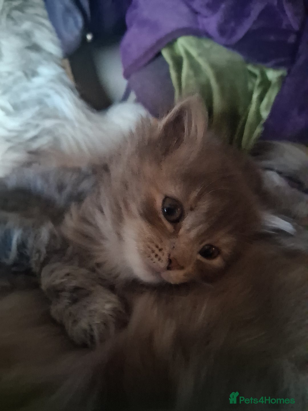 Mixed Breed cats for sale: AWESOME FLUFFY CHUNKY NORWEGIAN FOREST CAT X - Advert 34